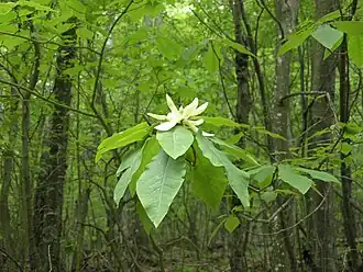 M. fraseri in young forest.
