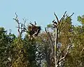 Magpie geese next to black-necked stork nest