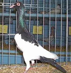 English Magpie