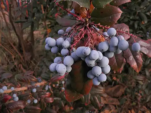 Fruit clusters