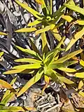 Leaves