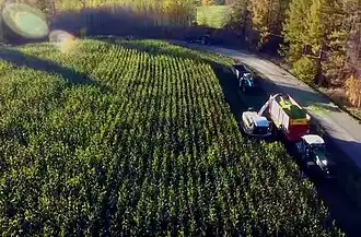 Harvesting maize field in Rantasalmi, South Savo, Finland