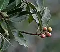 fruit