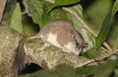 Brown and white dormouse