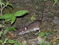 Brown and white rat