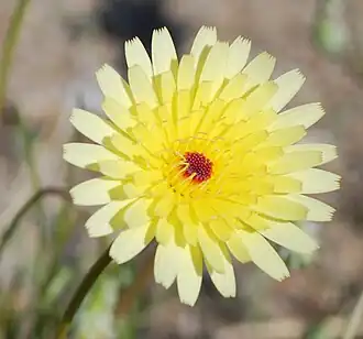 Anza-Borrego Desert State Park