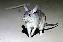 Gray rat