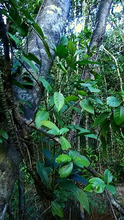 Malanea rubiaceae