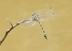 Male