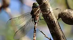Male body detail