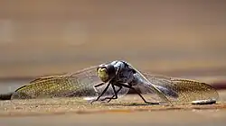 Face of male