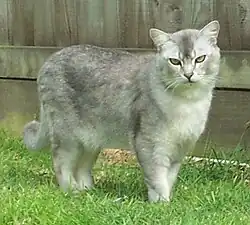 Asian Shaded (Burmilla)