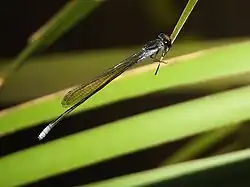 Male
