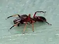 Male M. formicaria