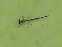 Male