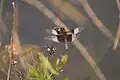 Male at Lake Ann, Michigan