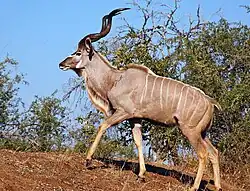 Brown bovid with white stripes