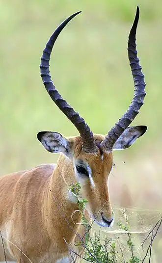 The impala uses horns to compete for resources