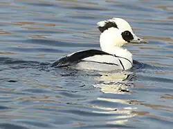 Male, Japan