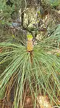 Male pollen cones of Pinus canariensis grouped in clusters reminiscent of the appearance of a pineapple, hence the name of the tropical pineapple fruit