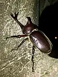 A Japanese rhinoceros beetle on a tree