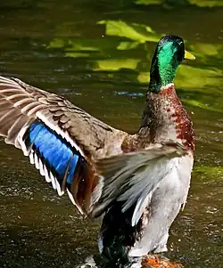 Speculum feathers of a male mallard