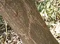 Bark
