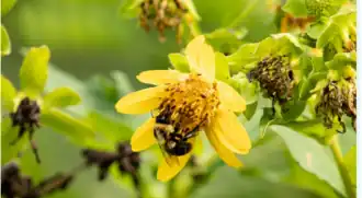 Bumblebee
