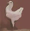 Maltese White