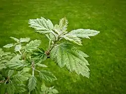 Young M.&nbsp;florentina growth in April