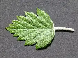 M.&nbsp;florentina leaf in April