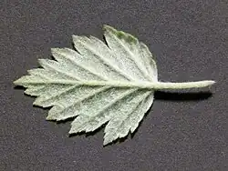 M.&nbsp;florentina leaf underside in April