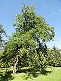 Mature tree