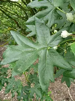 Leaf of Malus trilobata