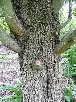 Bark of Malus trilobata