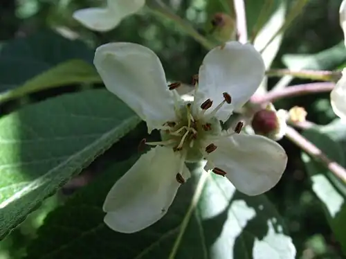 Close-up of flower