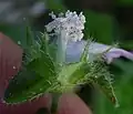 Floral organs, opened