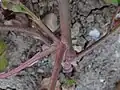 Plant base