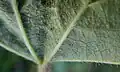 Leaf underside