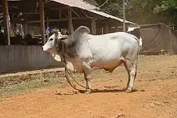 a humped white bull, with grey on the shoulders