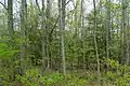 Manahawkin Bottomland Hardwood Forest