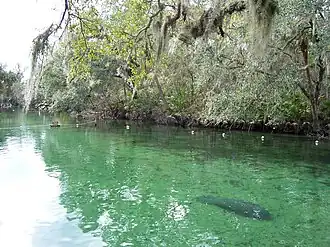 river with a manatee inside