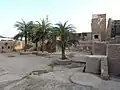 Growth of palm trees in Manauli Fort