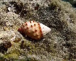 Mancinella sp.