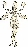Book Buch I, chapter 276. Mandragora vir