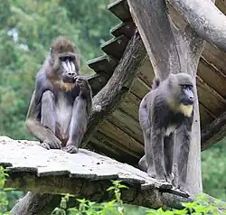 Mandrill male (left) and female (right)