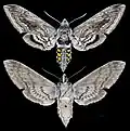 Manduca quinquemaculata