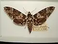 Female