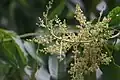 Mango flowers