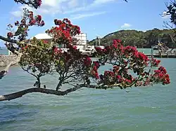 Pōhutukawa branch in Mangōnui